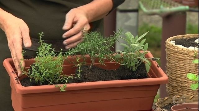 Dicas para criar uma horta em casa