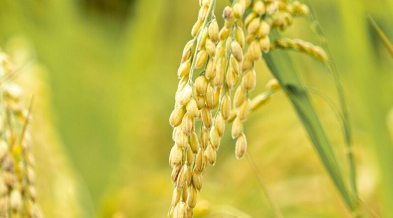 El Niño severo pode comprometer alimentação básica de metade da população mundial e quase todo o Brasil