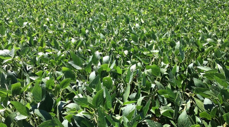 El Niño 'superpoderoso' pode afetar safra de soja 26/27, alerta consultoria