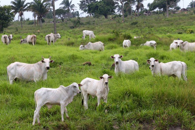 Embaixador da Irlanda afirma que UE não irá flexibilizar exigências sanitárias para carne brasileira