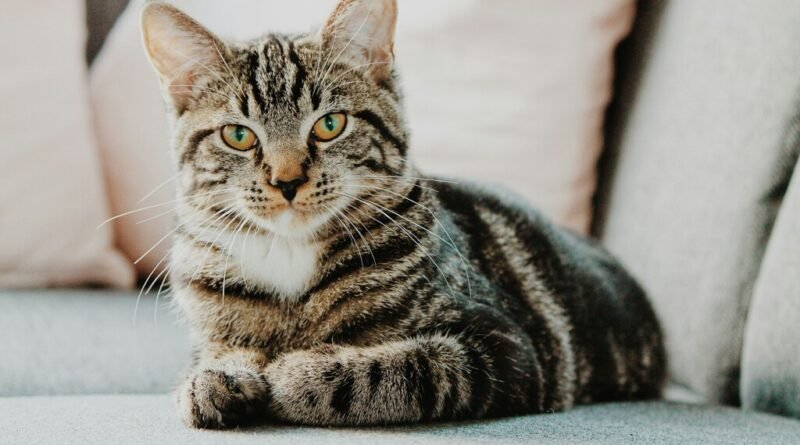 Especialistas alertam sobre riscos à saúde de gatos mantidos trancados em apartamentos