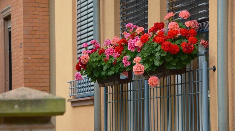 Especialistas recomendam regra dos 10% para garantir floração abundante dos gerânios