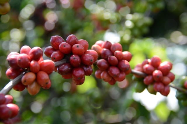 Espírito Santo promove exposição para comercializar café conilon de alta qualidade em grandes quantidades