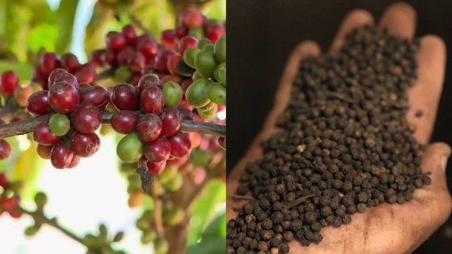 Espírito Santo recebe novo polo logístico do agronegócio com aeroporto e armazéns para café, pimenta e fertilizantes