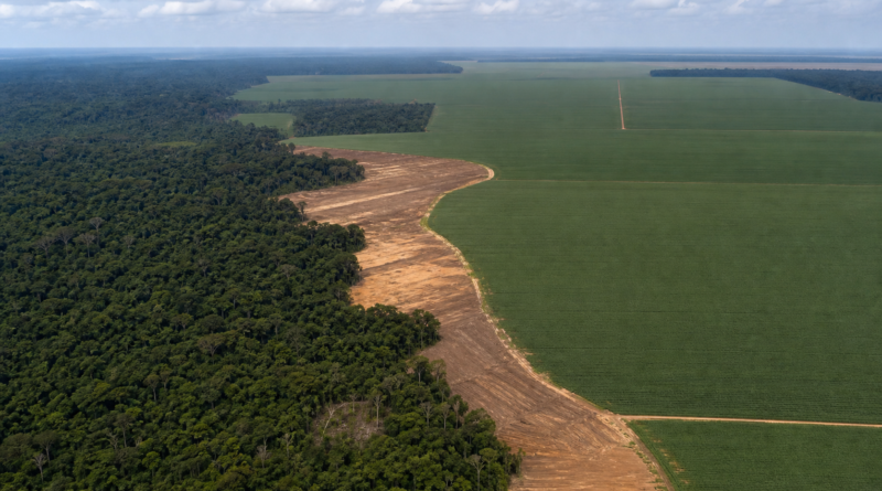 Estudo prevê desmatamento de 1,4 milhão de hectares sem a Moratória da Soja