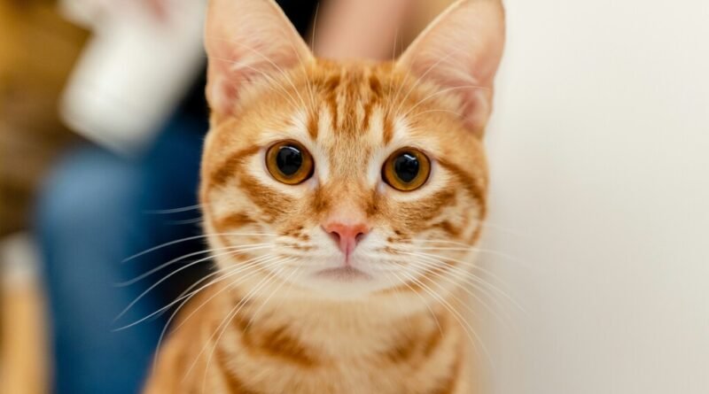 Estudo revela que a maioria dos gatos laranjas é tigrada e isso pode influenciar seu comportamento amigável com famílias