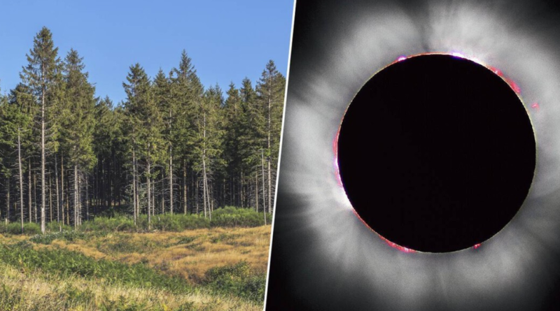 Estudo revela que árvores reagem a eclipses com 14 horas de antecedência e explica fenômeno de forma simples