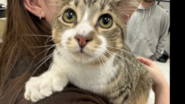 Gato de 28 dedos conquista recorde no Guinness aos 10 meses de idade