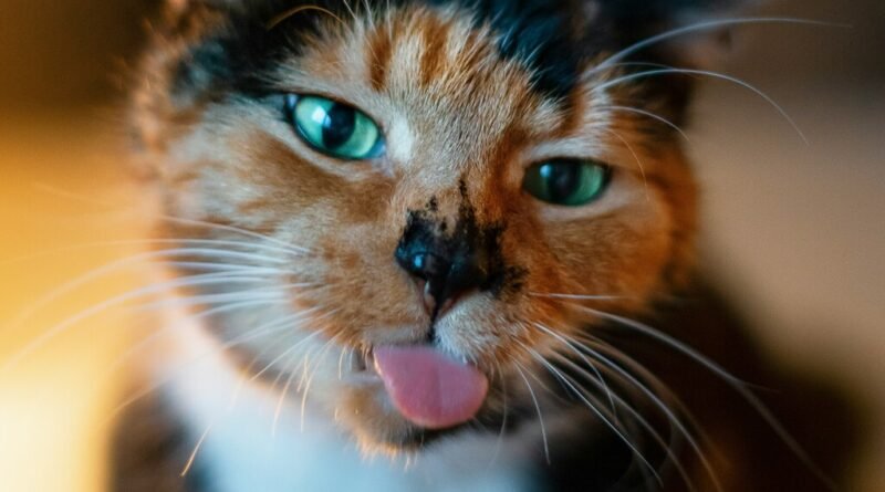 Gatos lambem seus donos por motivos que vão além do amor