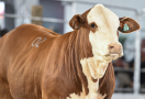 Hereford marca presença na Fenagen