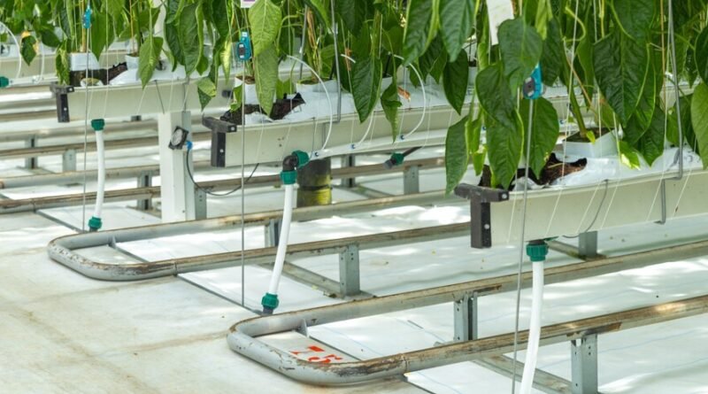 Holanda se torna o terceiro maior exportador de alimentos do mundo com estufas de inteligência artificial e cultivo sem solo