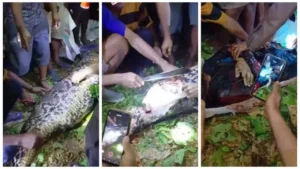 Homem é atacado e devorado por píton de 7 metros em imagens impactantes
