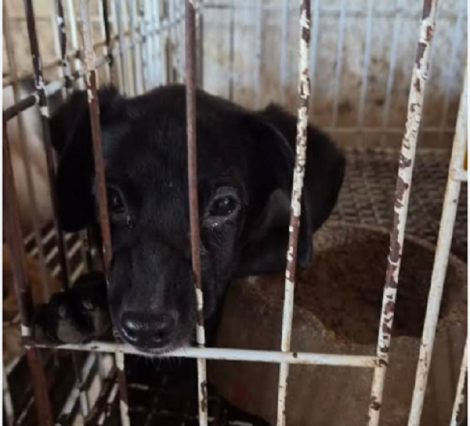 Homem é sentenciado por homicídio e maus-tratos a animais em propriedade rural no Rio Grande do Sul