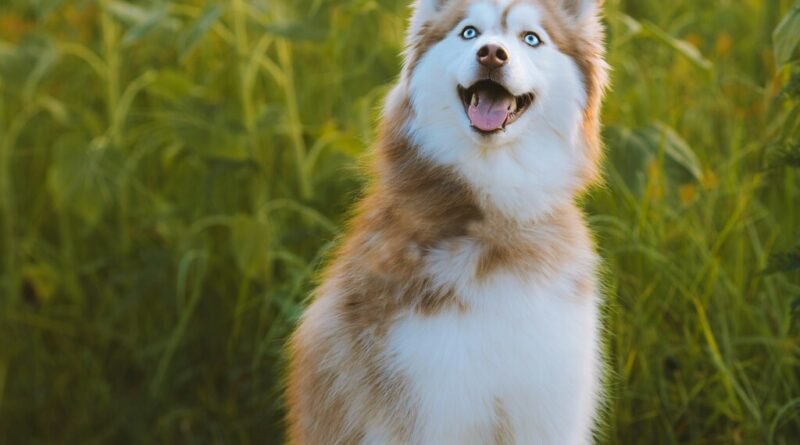 Husky defende menino de seis anos e ataca urso em quintal de residência
