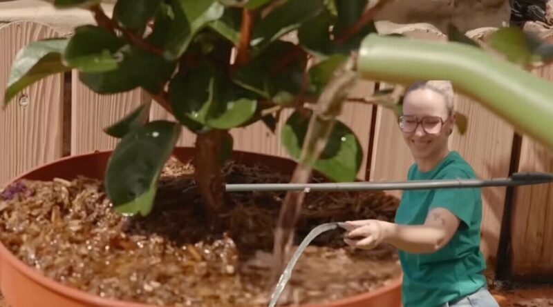 Jardineiros especialistas alertam que regar plantas às três da tarde é prejudicial para a saúde delas