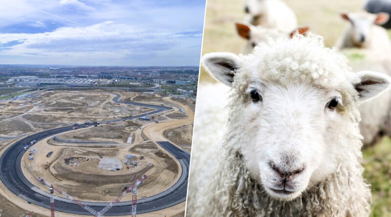 Madri enfrenta desafio inesperado com ovelhas na corrida para garantir F1