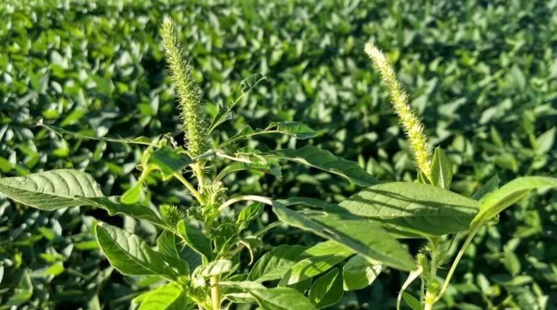 Manejo Precoce do Caruru-Gigante é Crucial para o Controle da Espécie