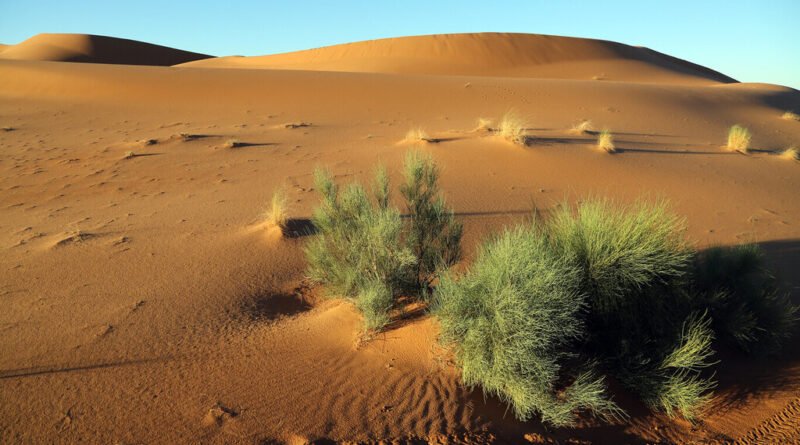 Marrocos investe em irrigação do Deserto do Saara para aumentar colheitas e competir com a Espanha