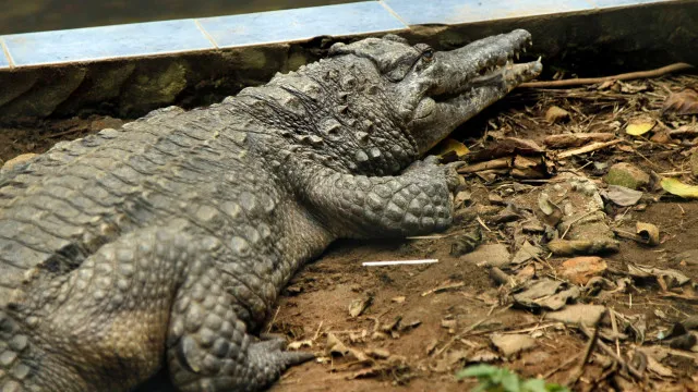 Menino atacado por crocodilo já realizou cinco cirurgias e necessita de mais procedimentos