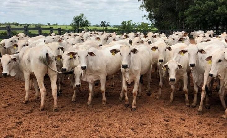 Mercado do boi gordo enfrenta baixa, mas projeções para o último trimestre indicam recuperação