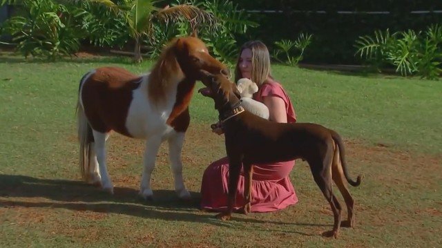 Mini-horses se tornam pets populares entre brasileiros e são criados até em quintais de casa