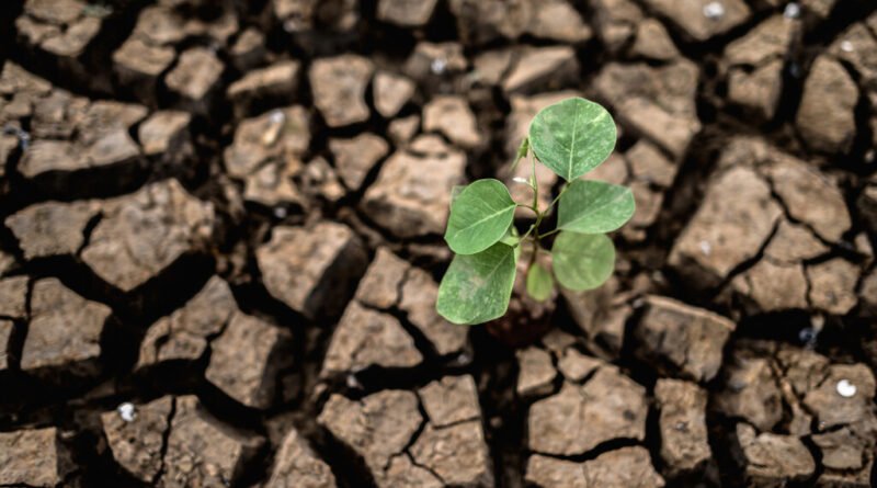 Mudanças climáticas podem resultar na perda de colheitas equivalentes ao consumo anual de 2 bilhões de pessoas até 2100