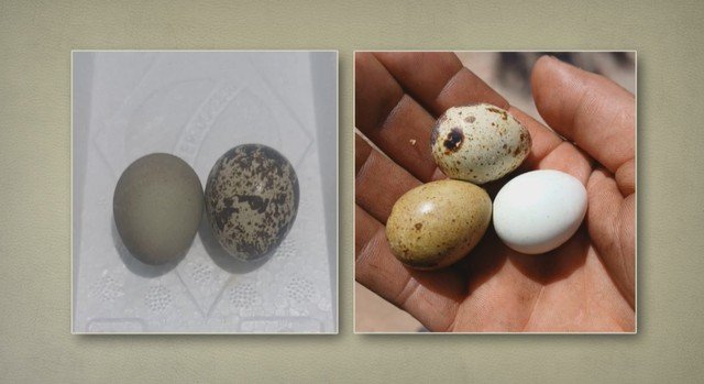 Ovos de codorna: descubra as razões para as manchas e cores variadas