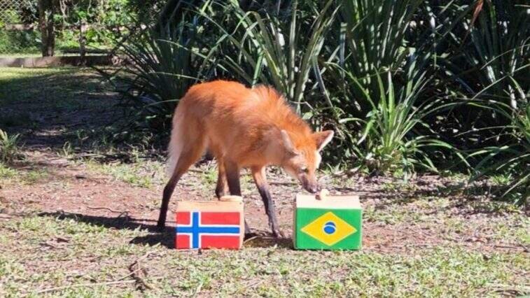 Parque Zoológico realiza atividade de enriquecimento ambiental em celebração à Copa do Mundo