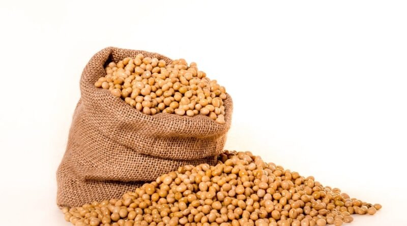 Produtor de soja busca melhores cotações diante da estabilidade nos preços