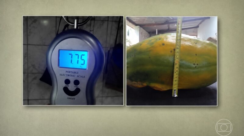 Produtor do interior de São Paulo realiza colheita de mamão que pesa quase 8 kg