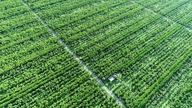 Produtores do Espírito Santo intensificam segurança e suspendem armazenamento de café e pimenta devido a furtos