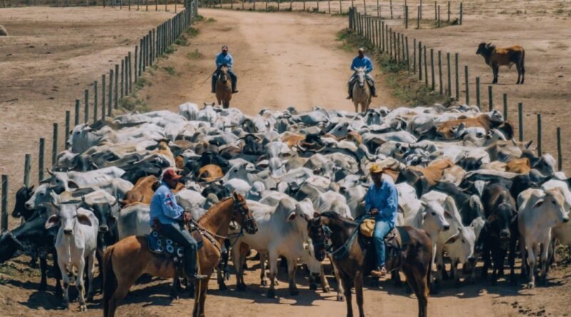 Proibição de antimicrobianos pode impactar arroba e pecuaristas recebem respostas de Scot