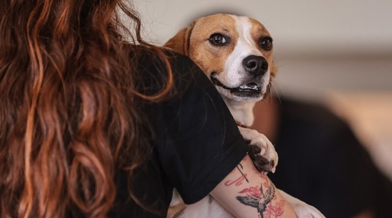 Projeto institui programa nacional de educação para proteção animal