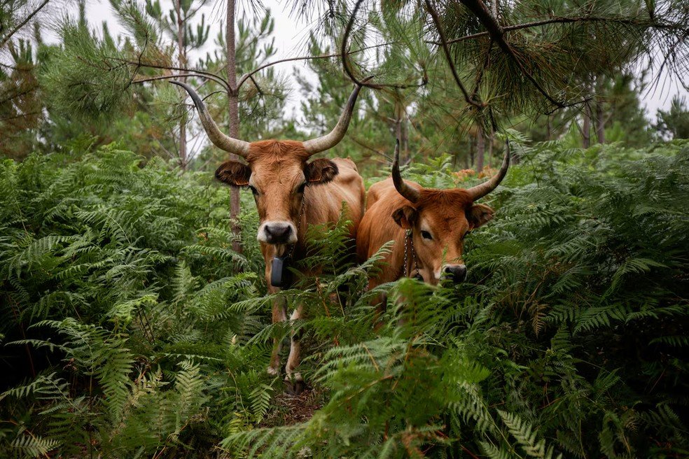 Vacas da raça Cachena na Serra do Galineiro, em Gondomar, Espanha