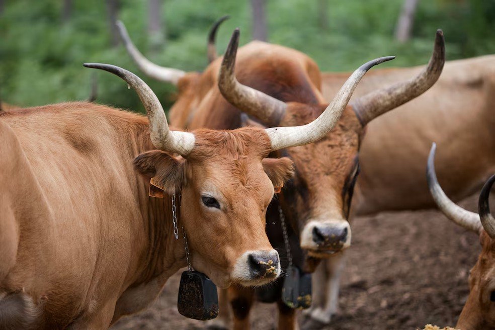 Vacas da raça Cachena na Serra do Galineiro, em Gondomar, Espanha