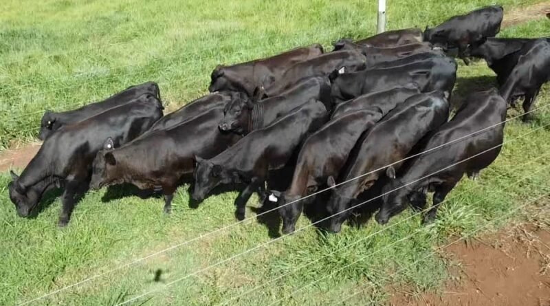 Senangus surge como nova raça de gado focada em carne premium e adaptação ao clima brasileiro