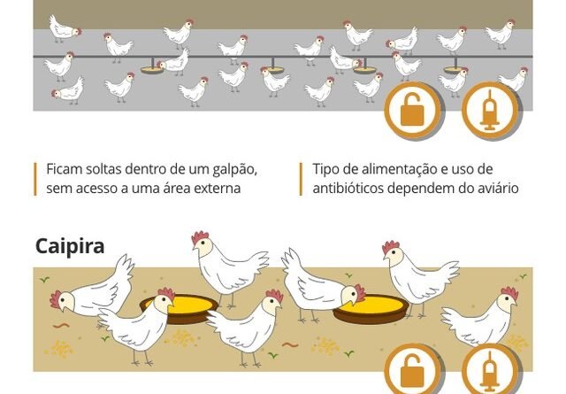 Supermercados não ampliam venda de ovos livres de gaiolas apesar de promessas, aponta estudo