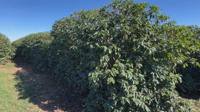 Tempestades afetam cafezais e produtores no interior de SP apressam colheita para proteger safra