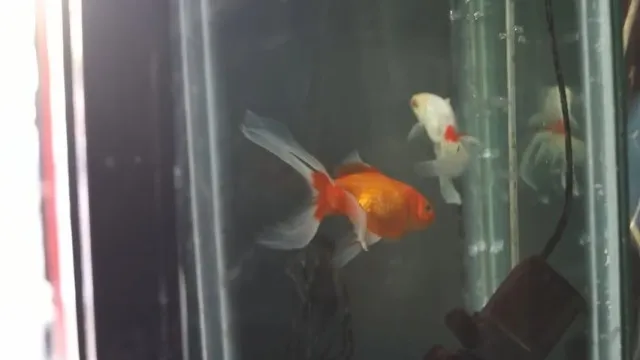 Tribunal argentino classifica peixes dourados como seres sencientes