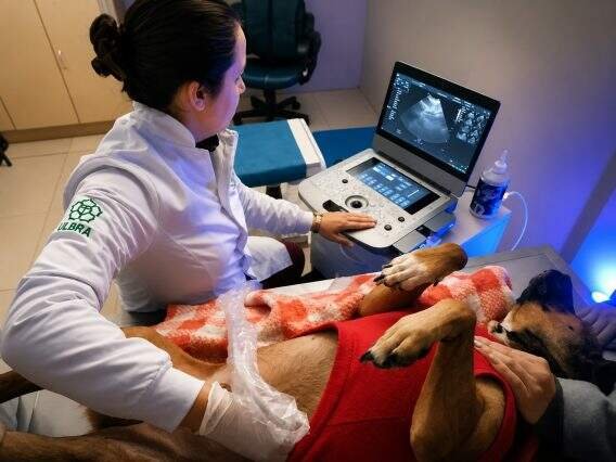 Ulbra destina R$ 800 mil para expansão do Hospital Veterinário e melhora atendimento e formação acadêmica