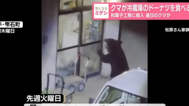Urso causa destruição em 15 residências no Japão e furtam donuts de geladeira