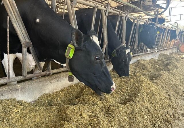Vacas monitoradas por inteligência artificial são utilizadas como garantia de empréstimo pela primeira vez no Brasil