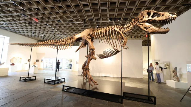 Venda de Gus, um dos maiores T-Rex, atinge recorde de R$ 255 milhões