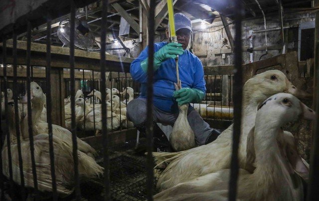 Veto ao foie gras no Brasil gera nova tensão comercial com a França após acordo Mercosul-União Europeia