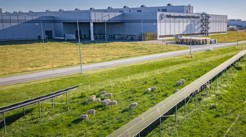 Volkswagen utiliza ovelhas em projeto inovador na fábrica