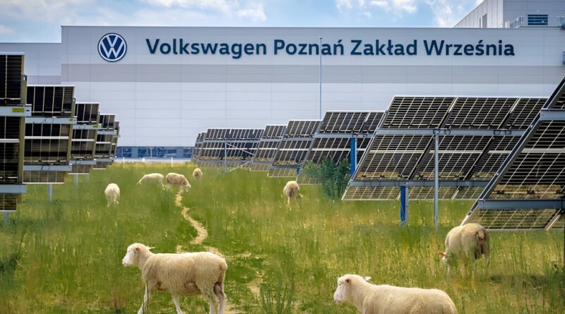 Volkswagen utiliza ovelhas para pastagem sob 31 mil painéis solares, beneficiando animais e meio ambiente