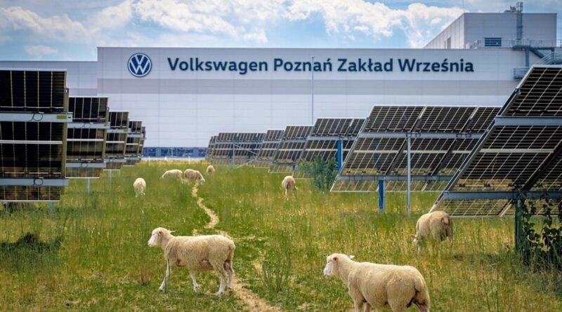 Volkswagen utiliza ovelhas para pastagem sob painéis solares e transforma a produção de energia
