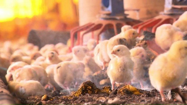 Após a proibição do foie gras, quais práticas de criação e abate de animais podem ser banidas?