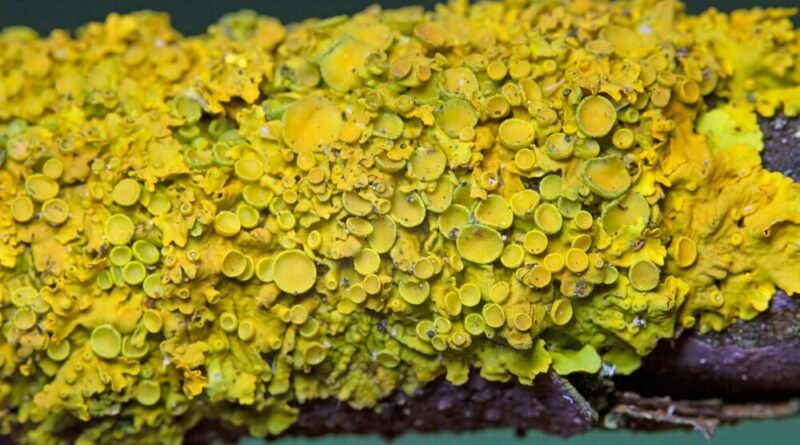Cientistas descobrem que solo pode conter riquezas em terras raras, com lichen laranja como indício