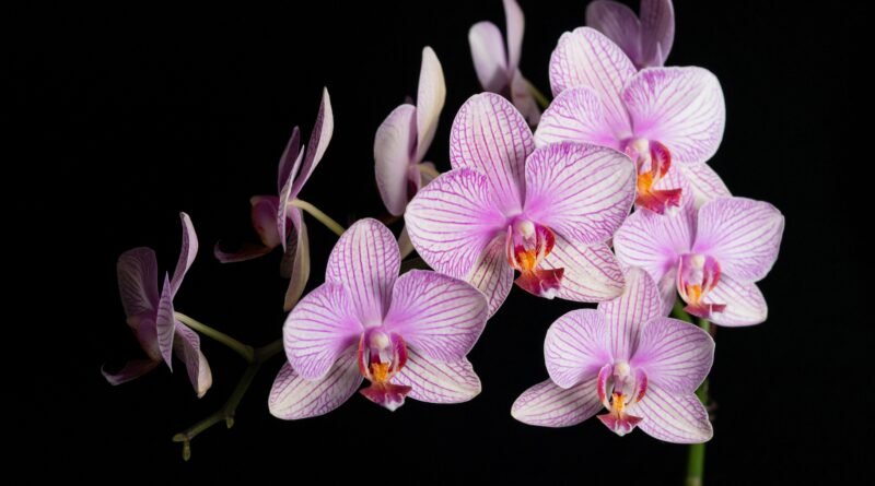 Como recuperar orquídeas com folhas e raízes secas ou murchas